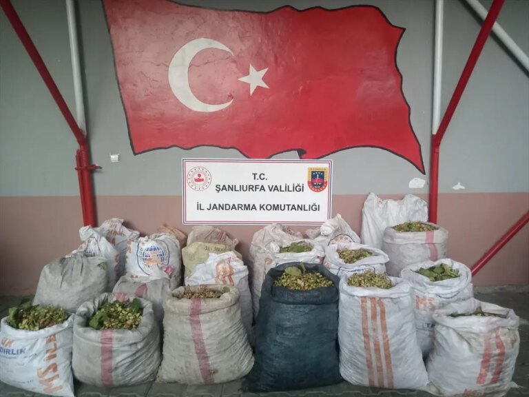 ceylanpinarda-fistik-hirsizligina-operasyon-x62tBgvh.jpg