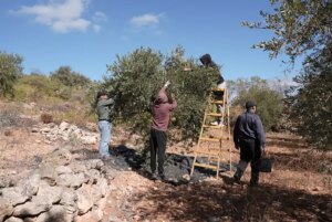 burkada zeytin hasadi korku ve endiseyle geciyor b4fDqLSU.jpg