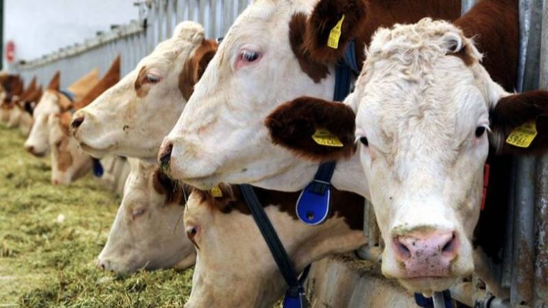 ikinci dalga sap krizi kesimler hizlandi ithalat rekor seviyeye gidiyor 4ca38LdG.png