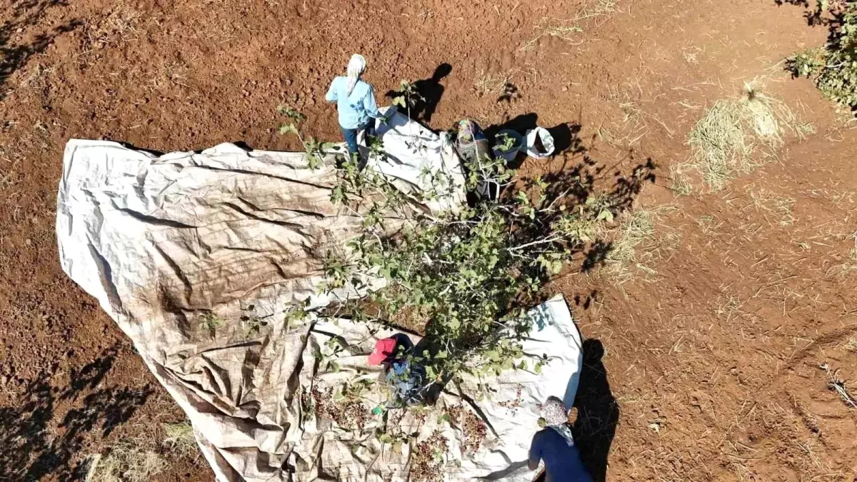 idilde fistik hasadi bereket getirdi kIXWNSlv.jpg